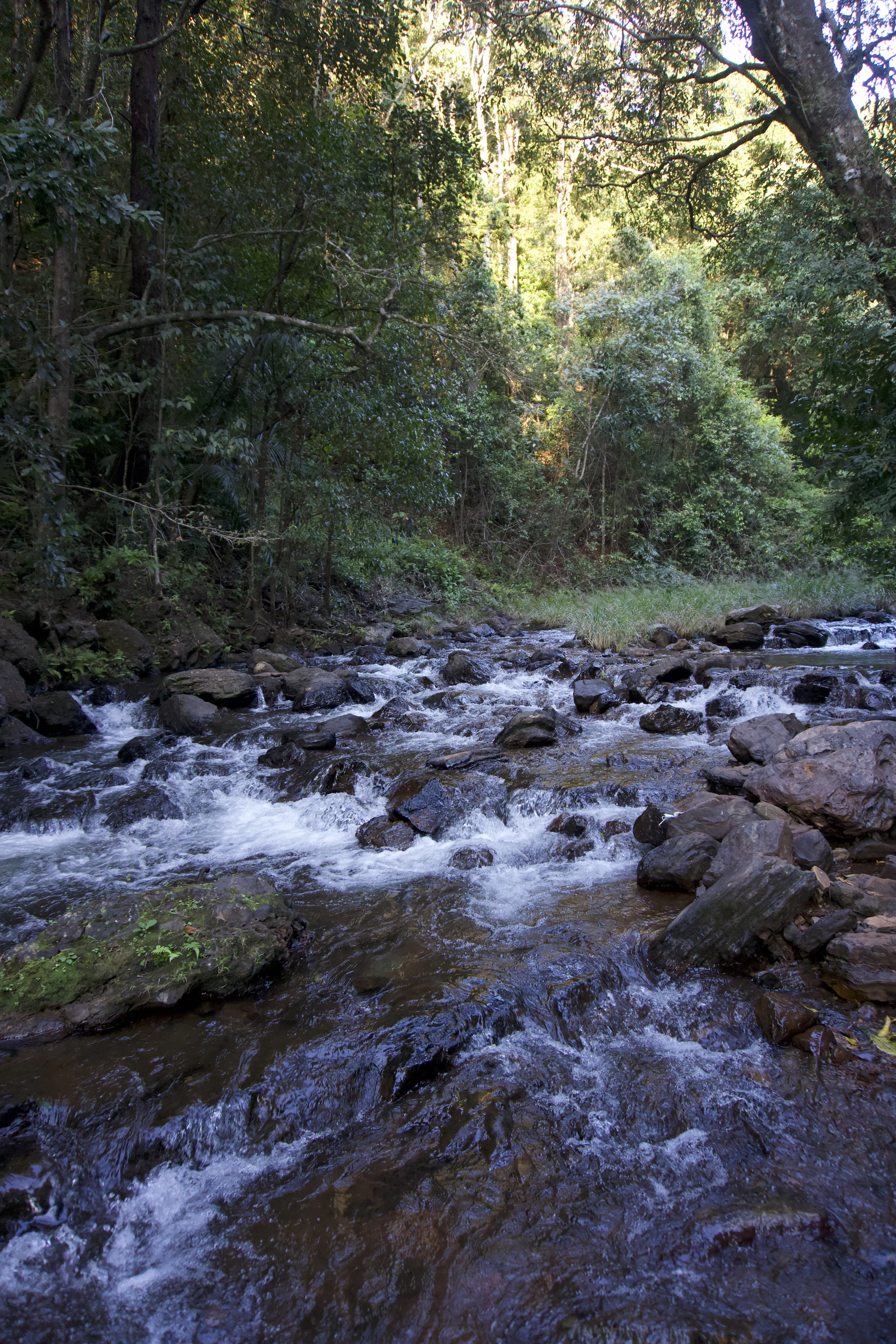 A clear stream tumbling over rocks through the rainforest