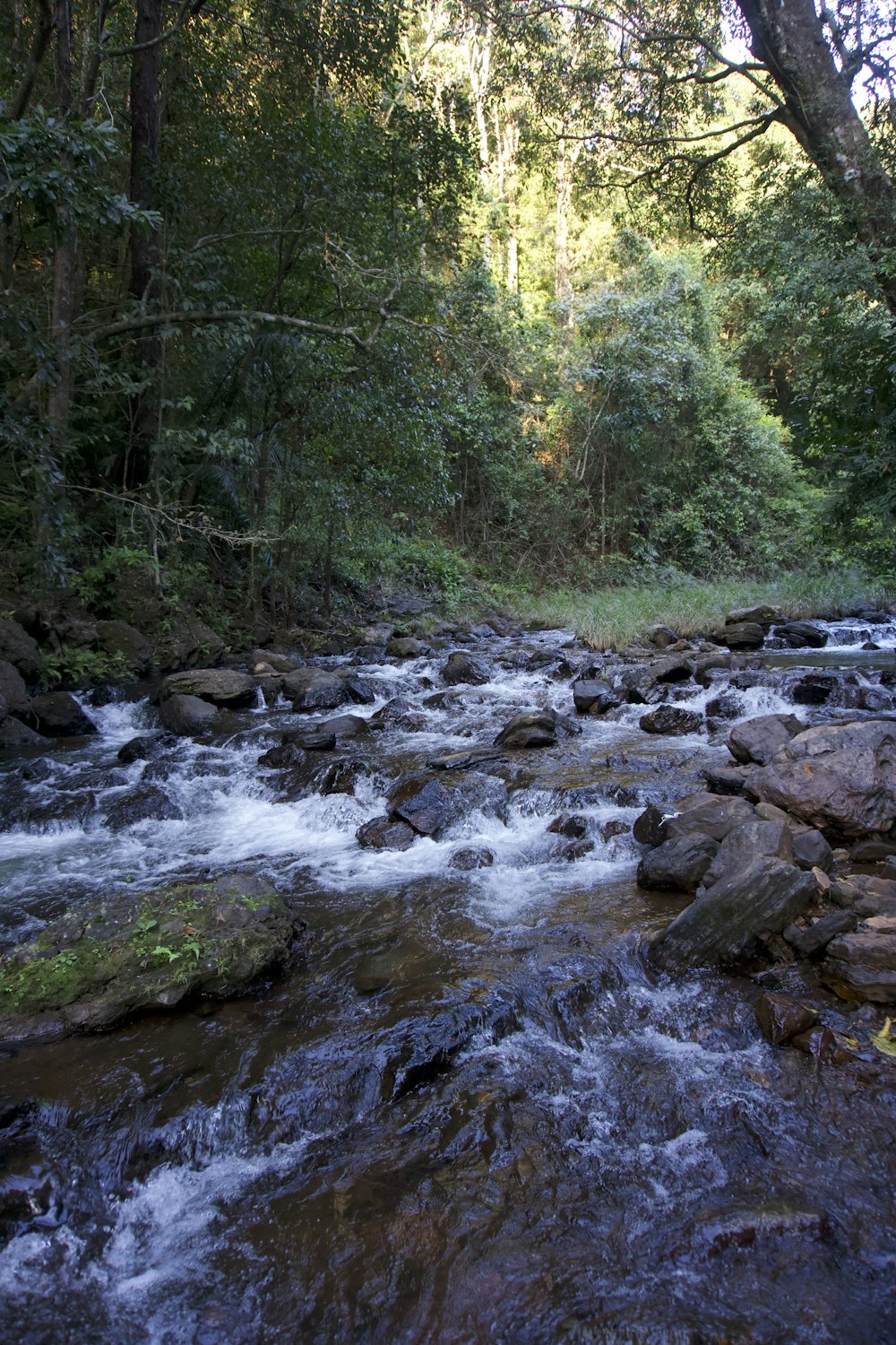 a river running through a lush green forest