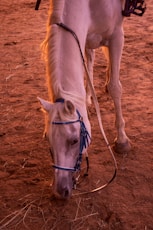 a close up of a horse with a harness on