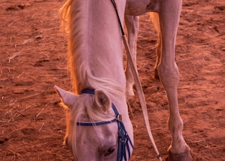 a close up of a horse with a harness on