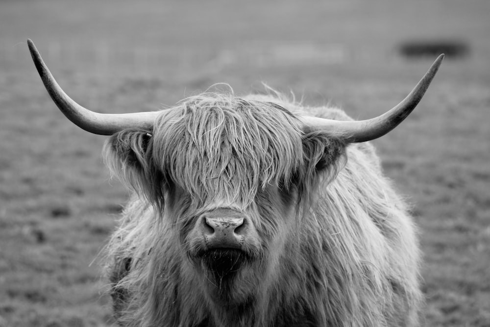 a cow with long horns standing in a field