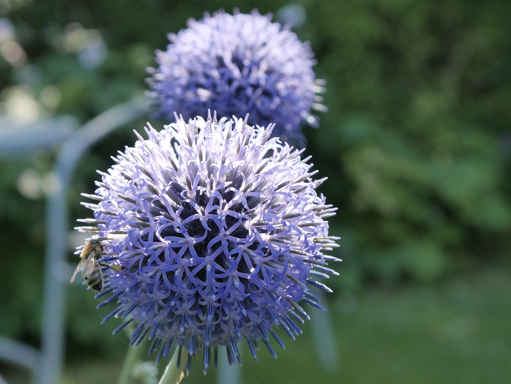 a close up of a purple flower with a bee on it