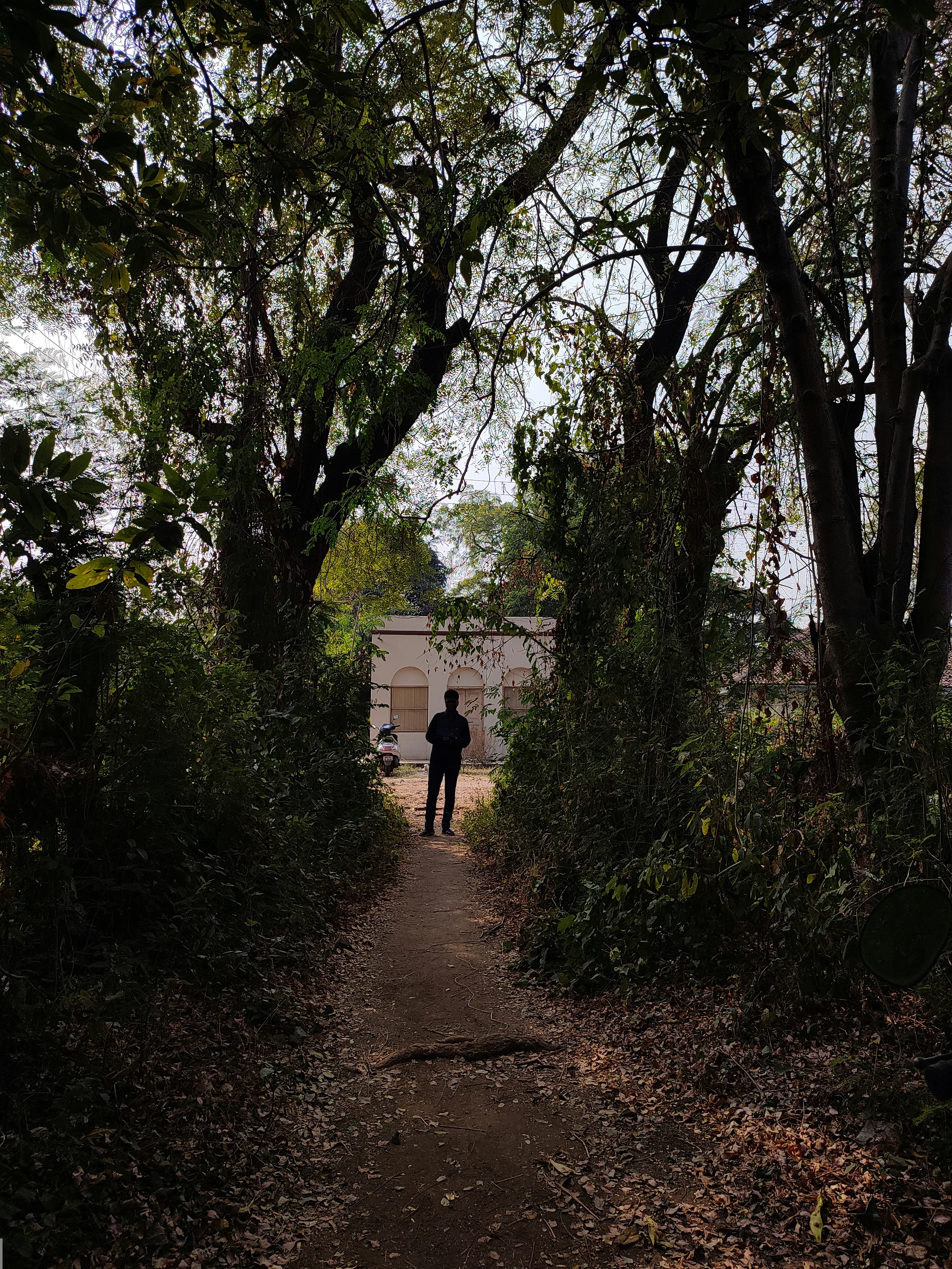 a person standing in the middle of a forest