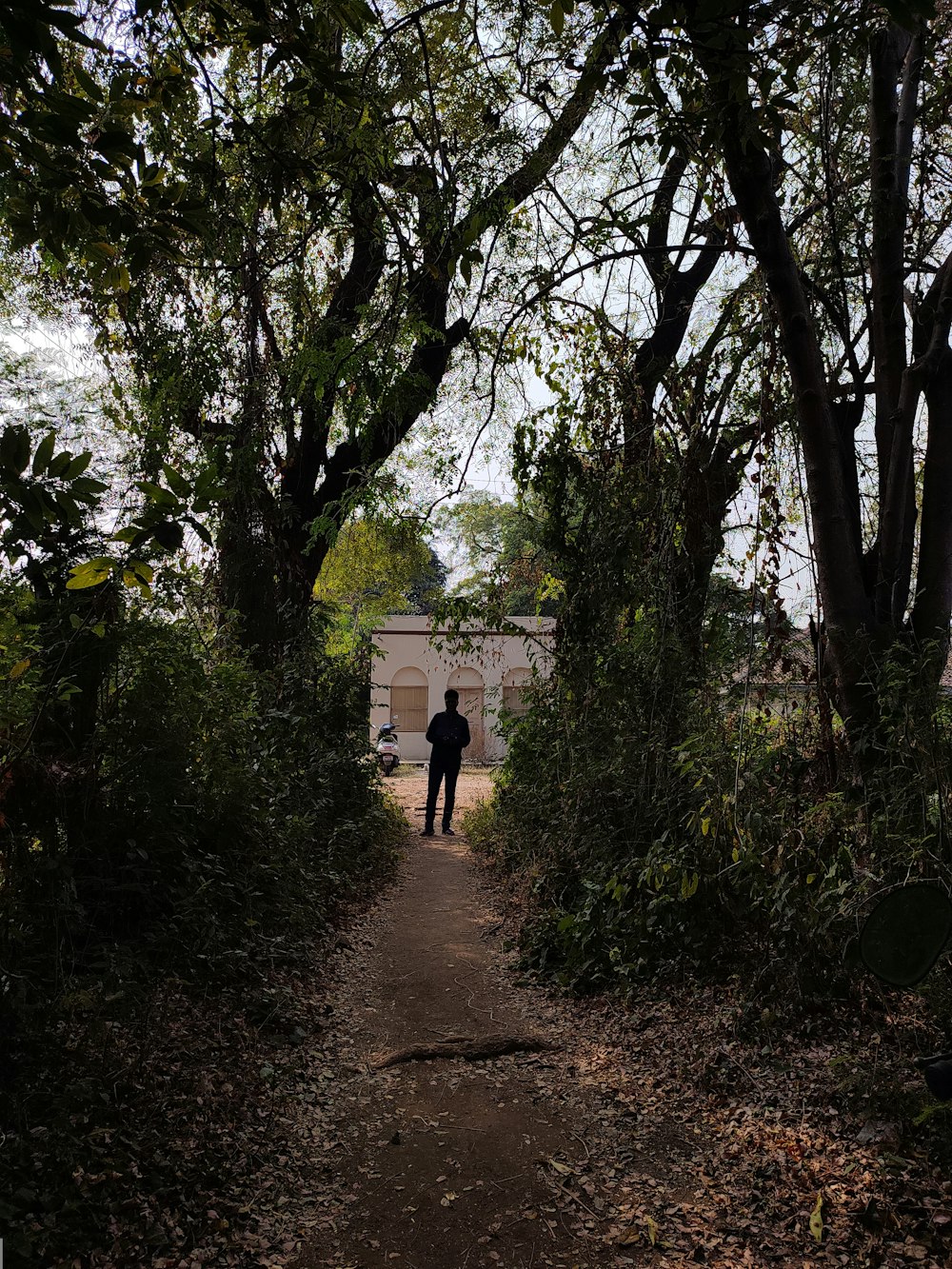 a person standing in the middle of a forest