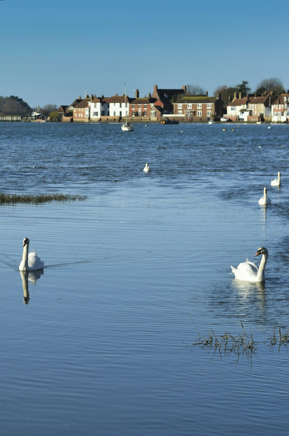 a group of swans swimming on top of a lake