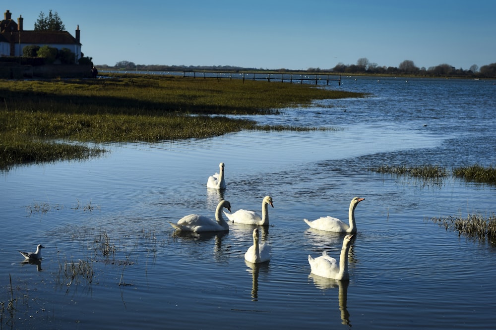 a group of swans swimming on top of a lake