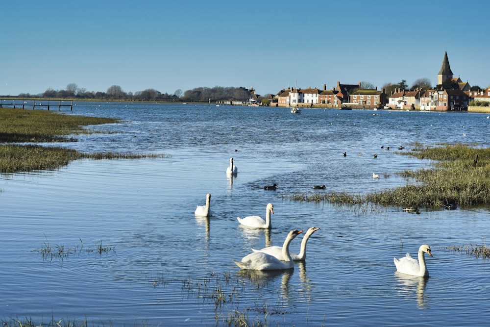 a group of swans swimming in a body of water