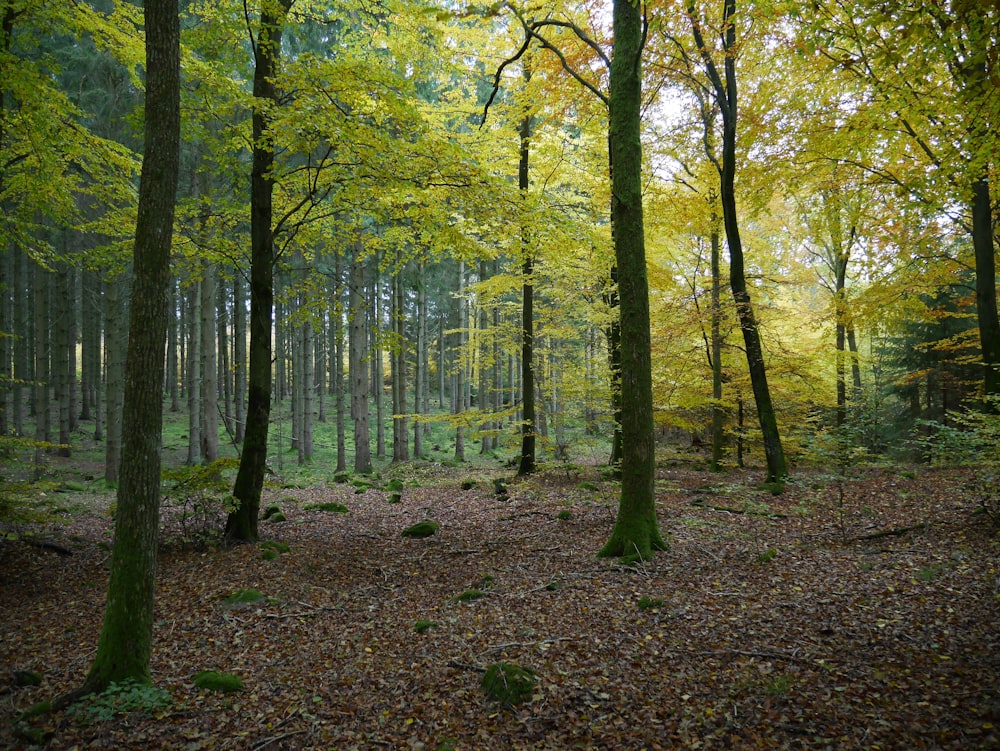 a forest filled with lots of trees and leaves