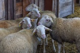 A group of sheep with white wool and small yellow ear tags stand closely together in a barn setting. The sheep are positioned in front of wooden barn walls and scattered straw on the ground adds to the rustic farm atmosphere.