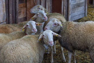 A group of sheep with white wool and small yellow ear tags stand closely together in a barn setting. The sheep are positioned in front of wooden barn walls and scattered straw on the ground adds to the rustic farm atmosphere.