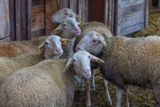 A group of sheep with white wool and small yellow ear tags stand closely together in a barn setting. The sheep are positioned in front of wooden barn walls and scattered straw on the ground adds to the rustic farm atmosphere.