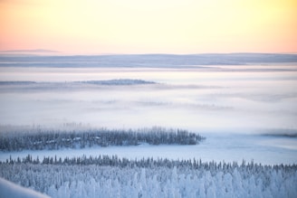 an aerial view of a snow covered forest