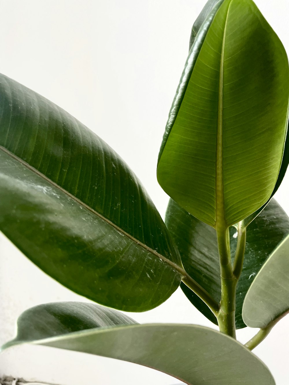 a close up of a green leaf on a plant