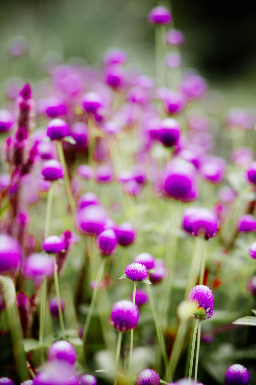 Un ramo de flores púrpuras en un campo