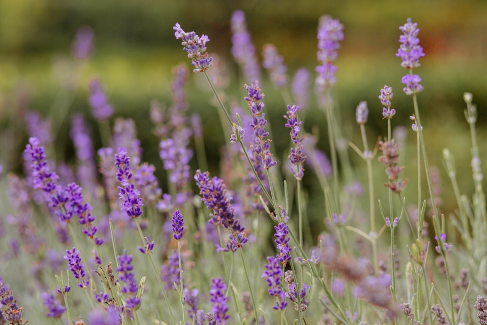 a field of lavender flowers in bloom