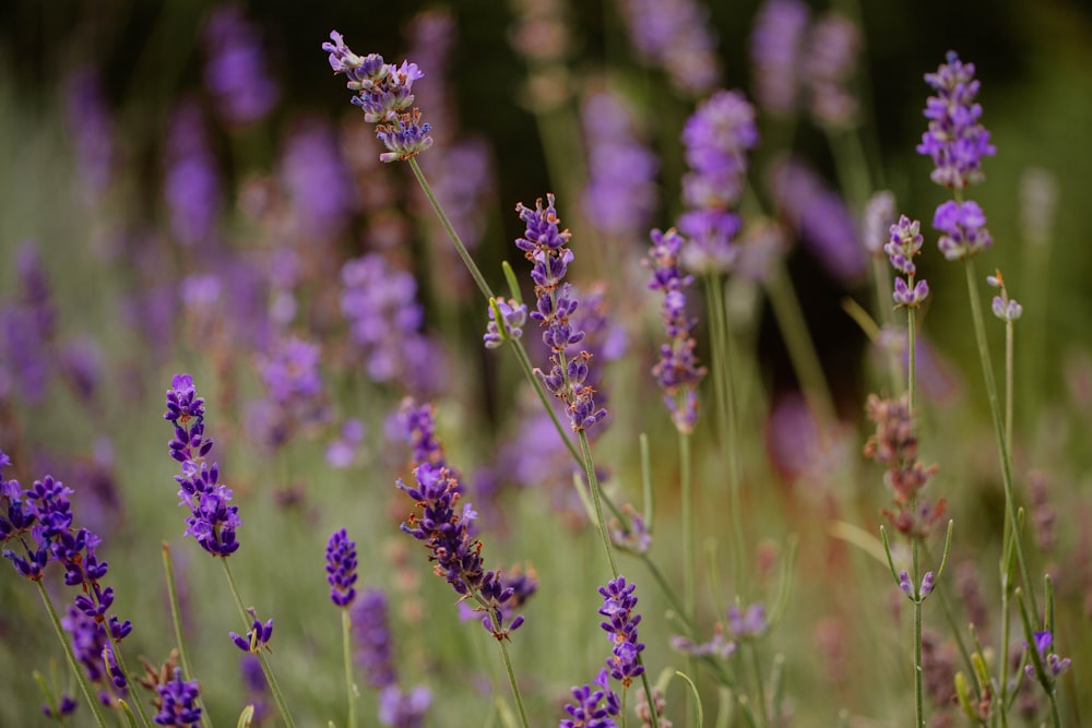 a field full of purple flowers with green stems