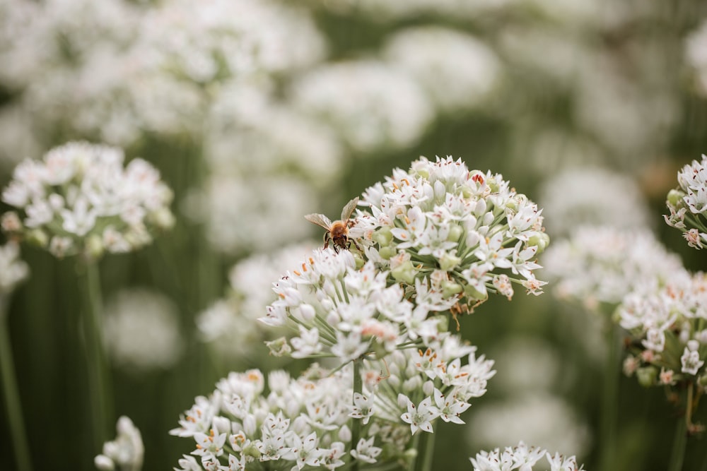 흰 꽃 위에 앉아있는 꿀벌