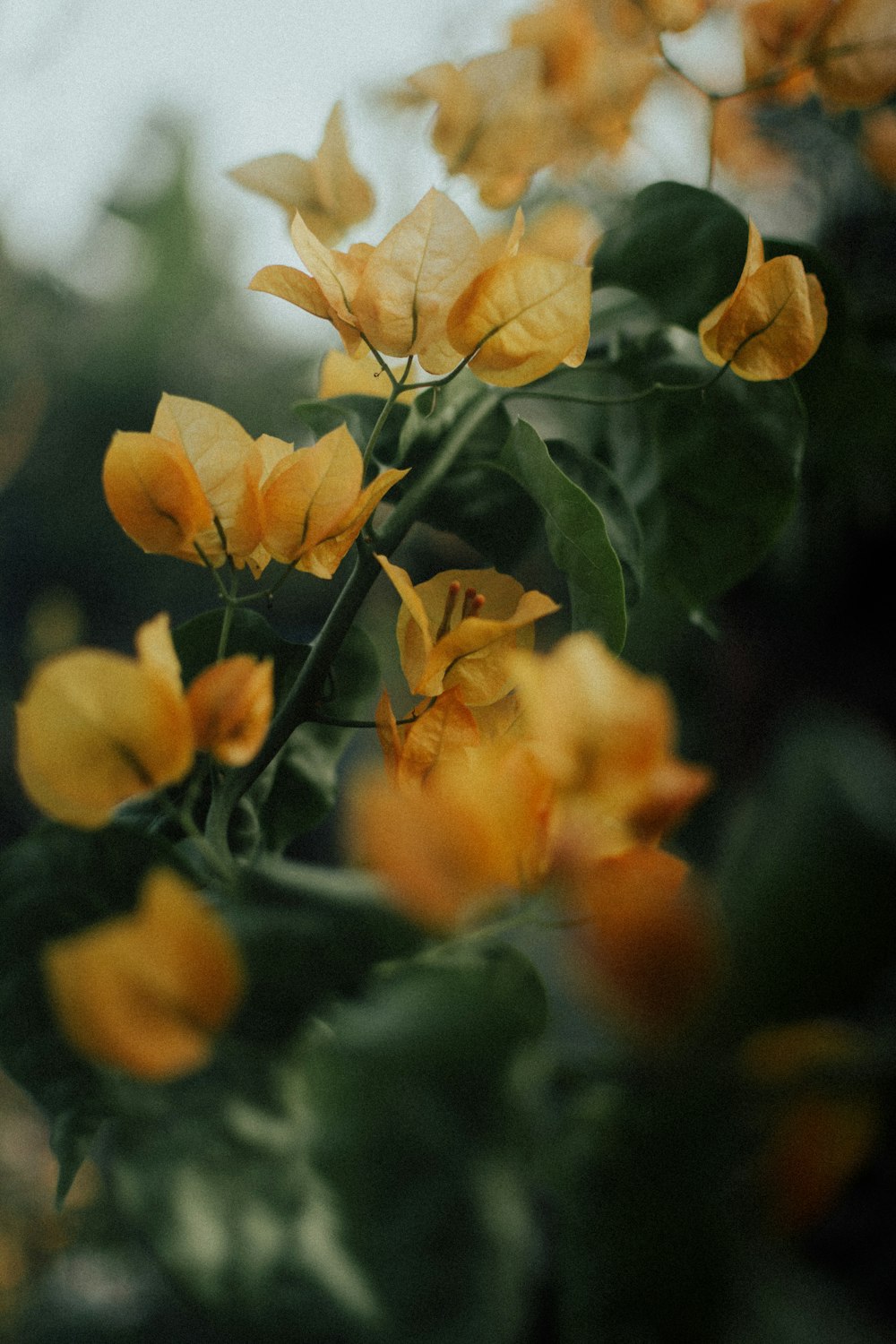 a bunch of yellow flowers that are on a tree