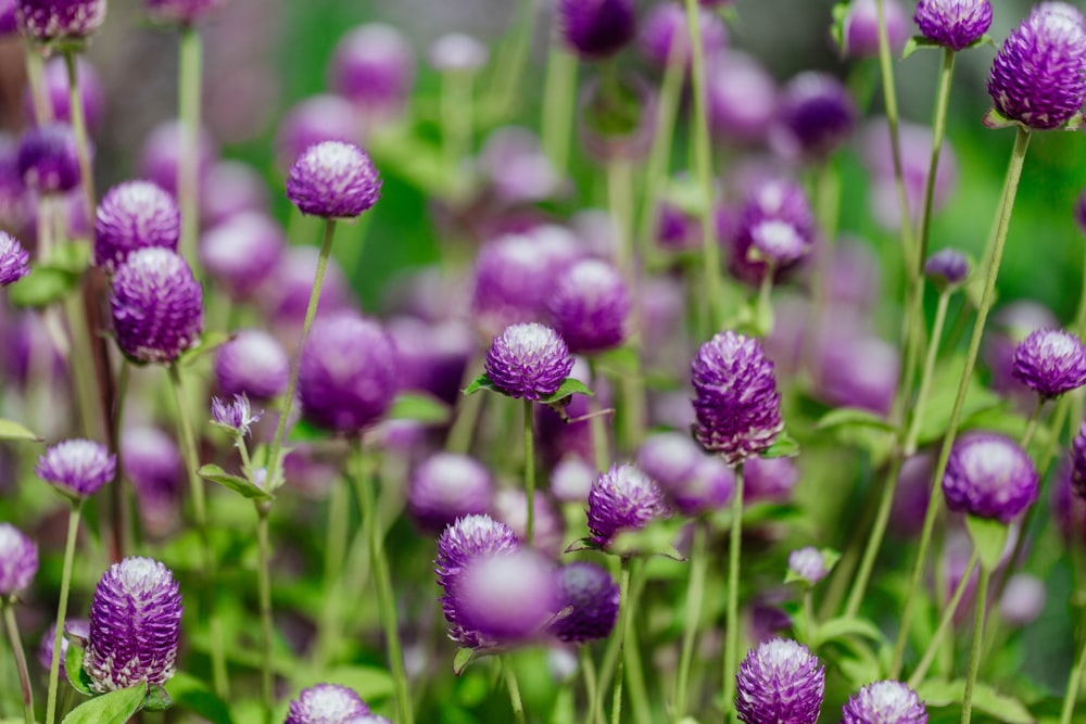 un bouquet de fleurs violettes qui sont dans l’herbe