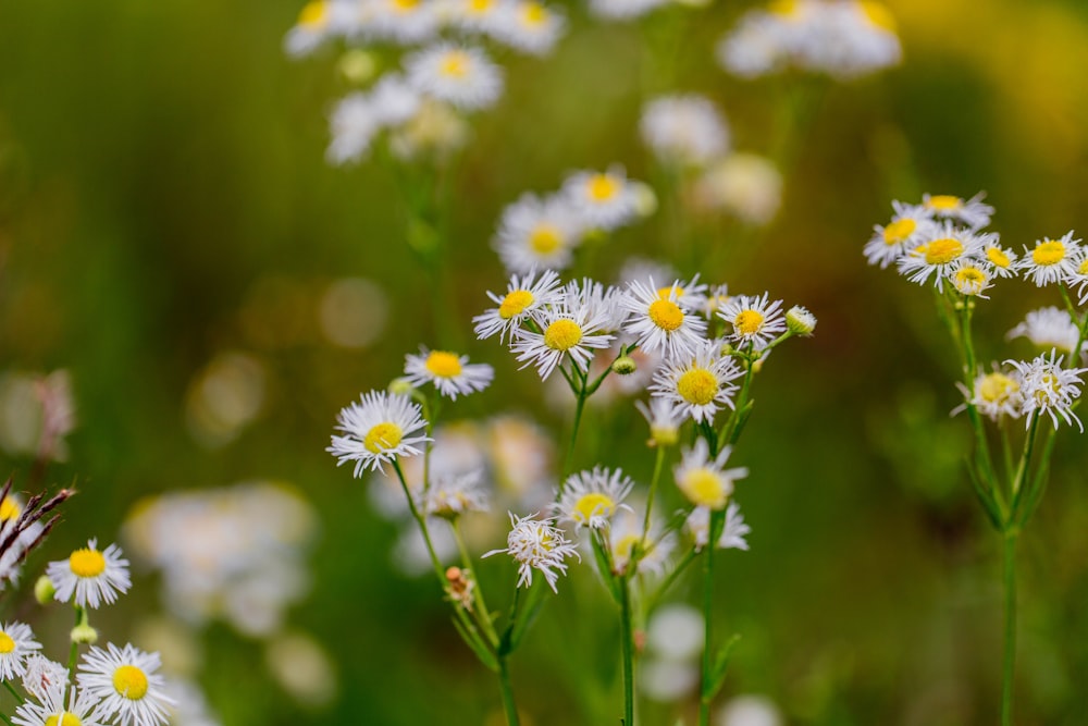 um monte de flores brancas e amarelas em um campo