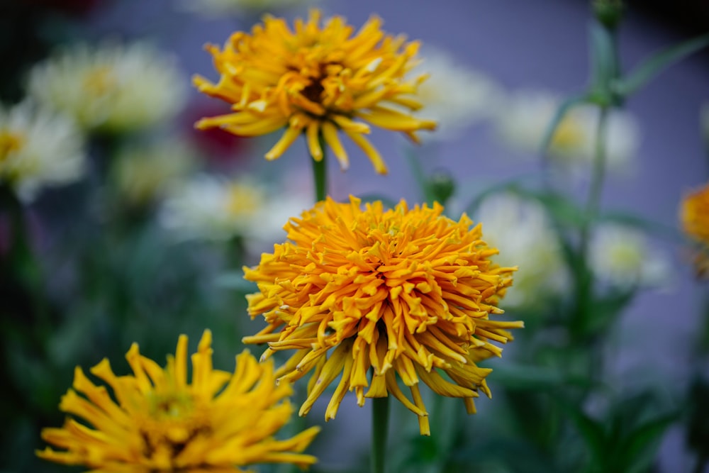 Eine Nahaufnahme eines Straußes gelber Blumen