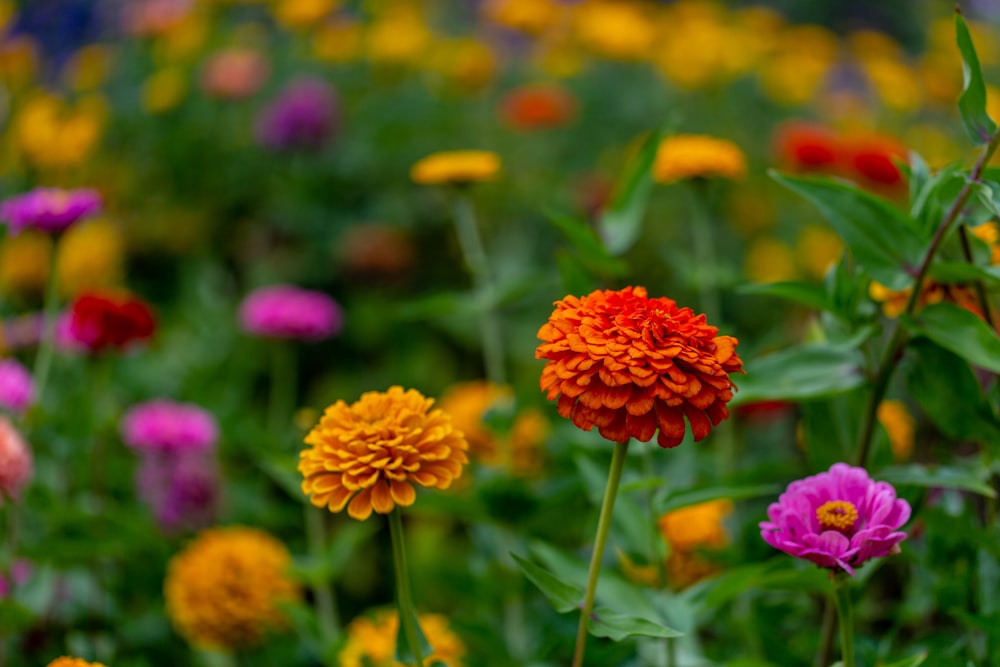 a field full of colorful flowers with lots of green leaves