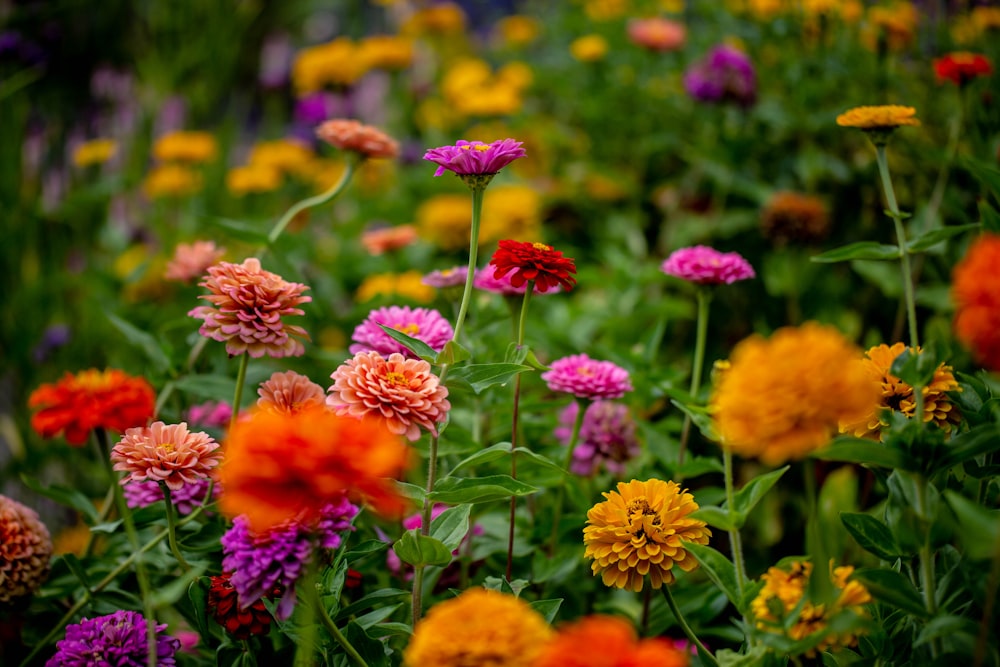 a field full of colorful flowers with lots of green leaves