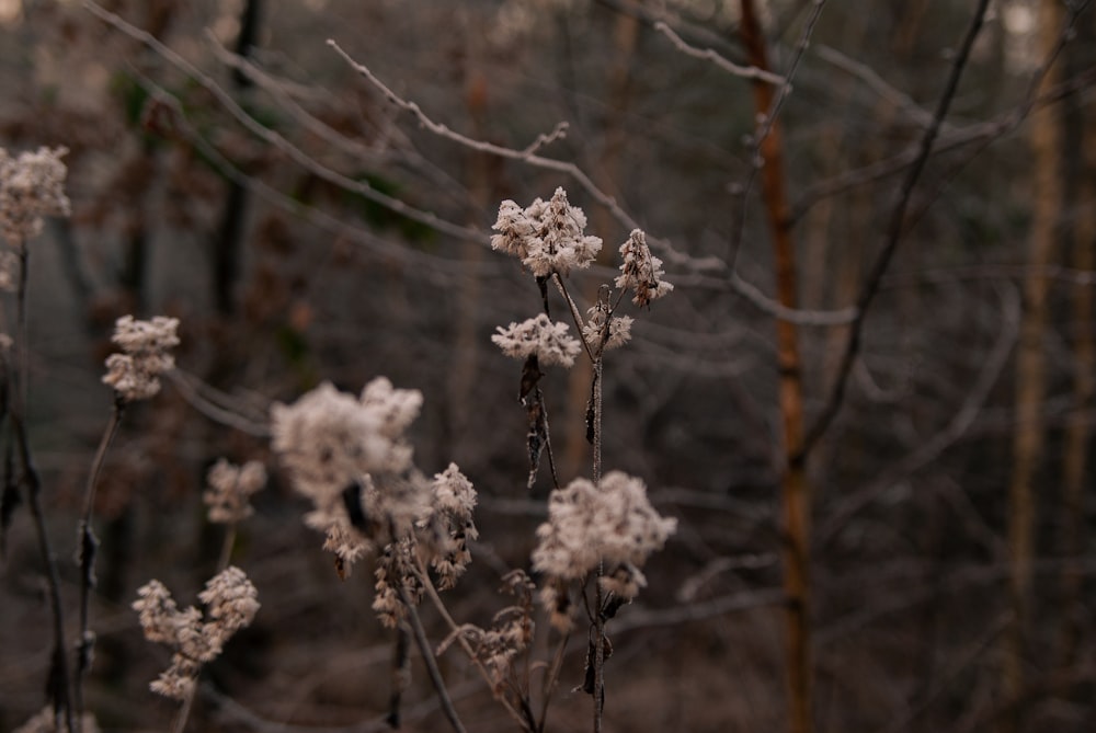 Un mazzo di fiori bianchi in una foresta
