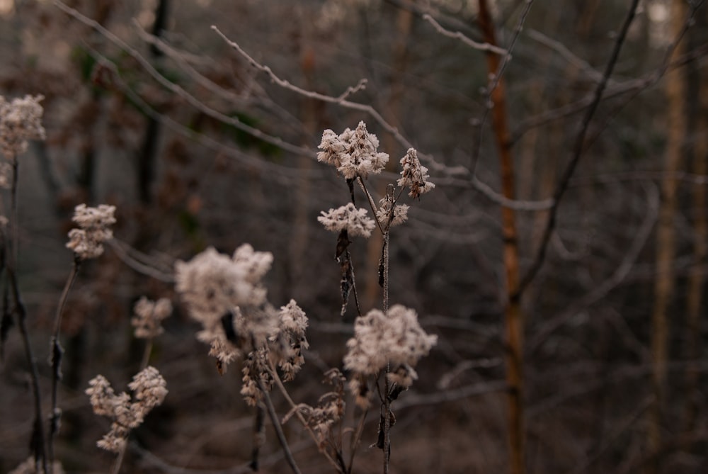 Ein Strauß weißer Blumen in einem Wald