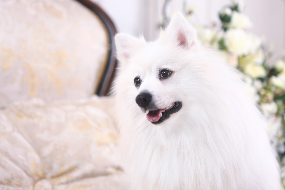 a white dog sitting on top of a couch