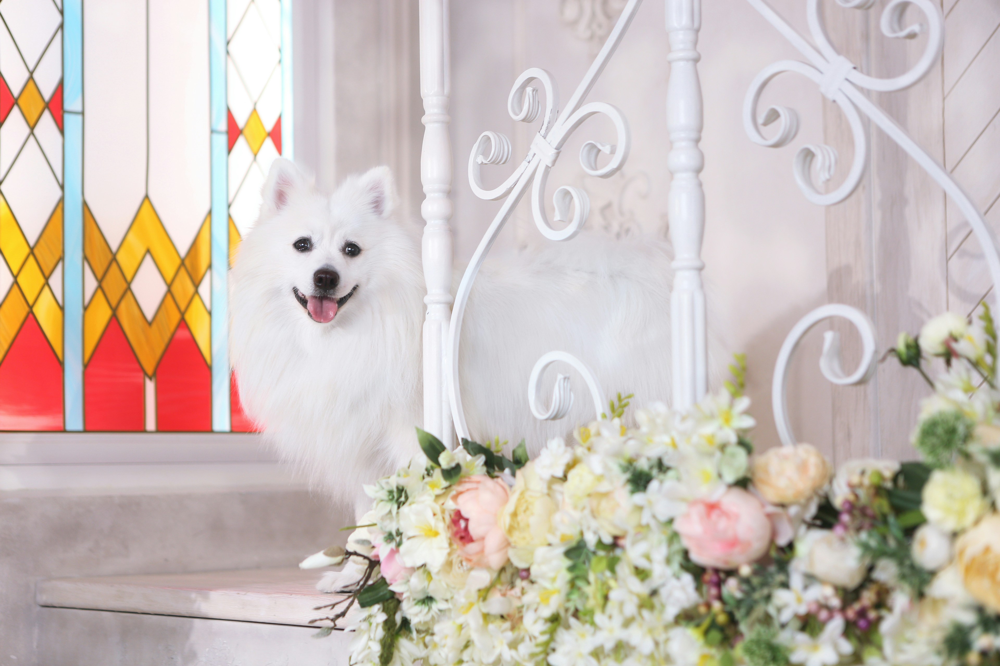 wedding pets soft focus, wallpaper, Include Pets in Wedding: A Guide 6
