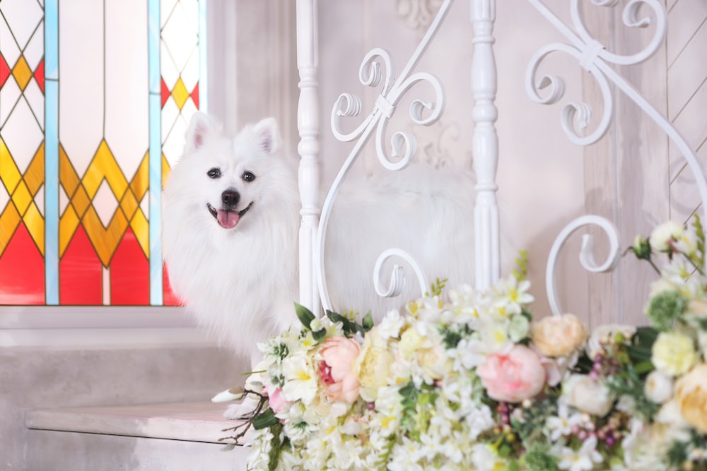 a small white dog sitting on the steps of a church