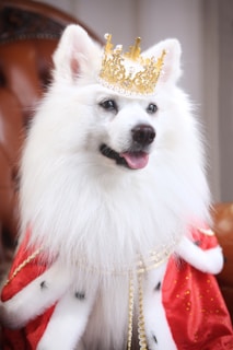 a white dog wearing a red and gold costume