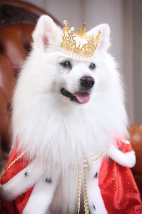 a white dog wearing a red and gold costume