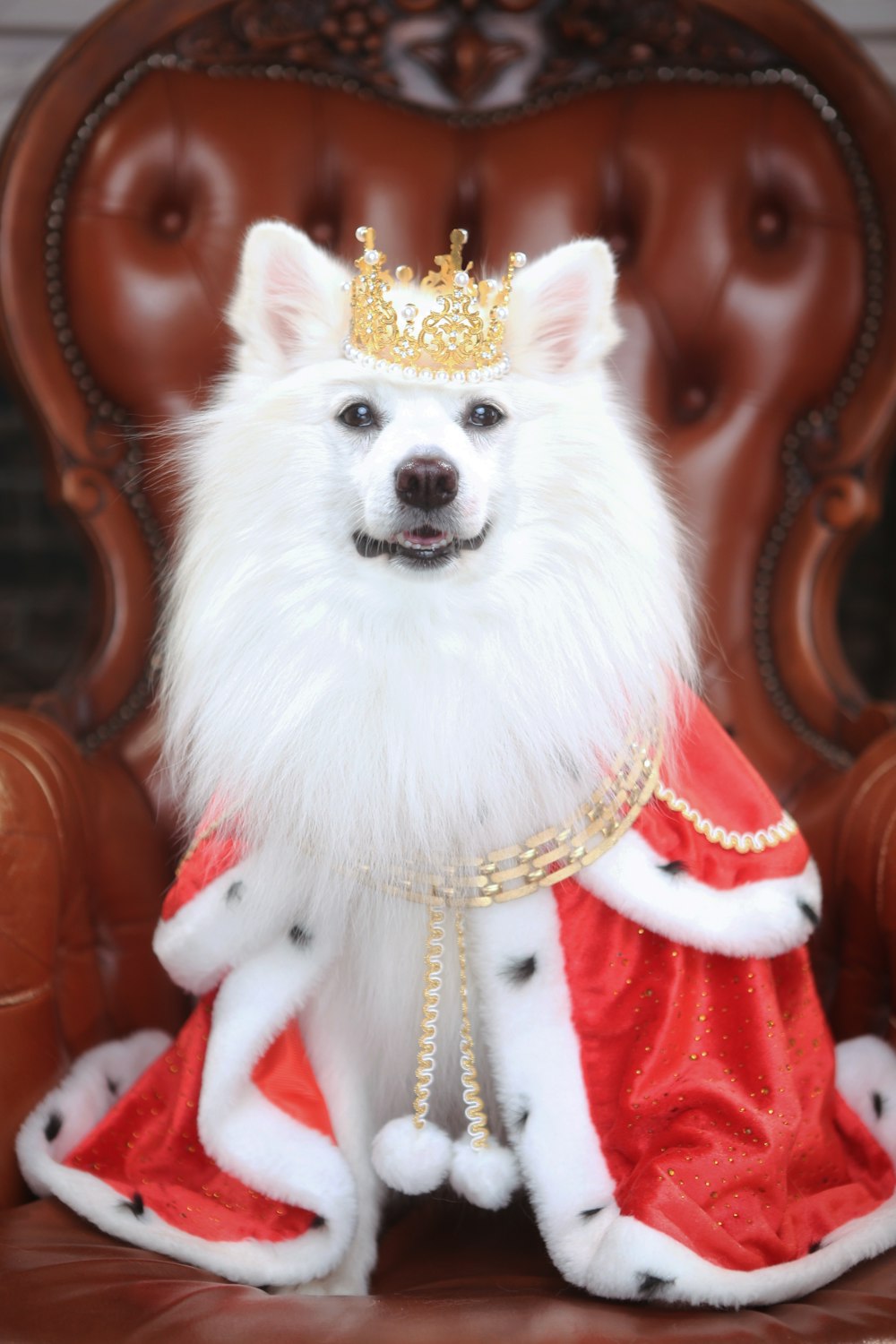 a white dog wearing a red dress and a gold crown