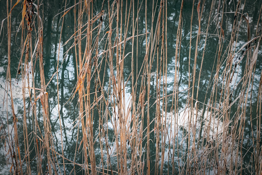 a bunch of tall grass next to a body of water