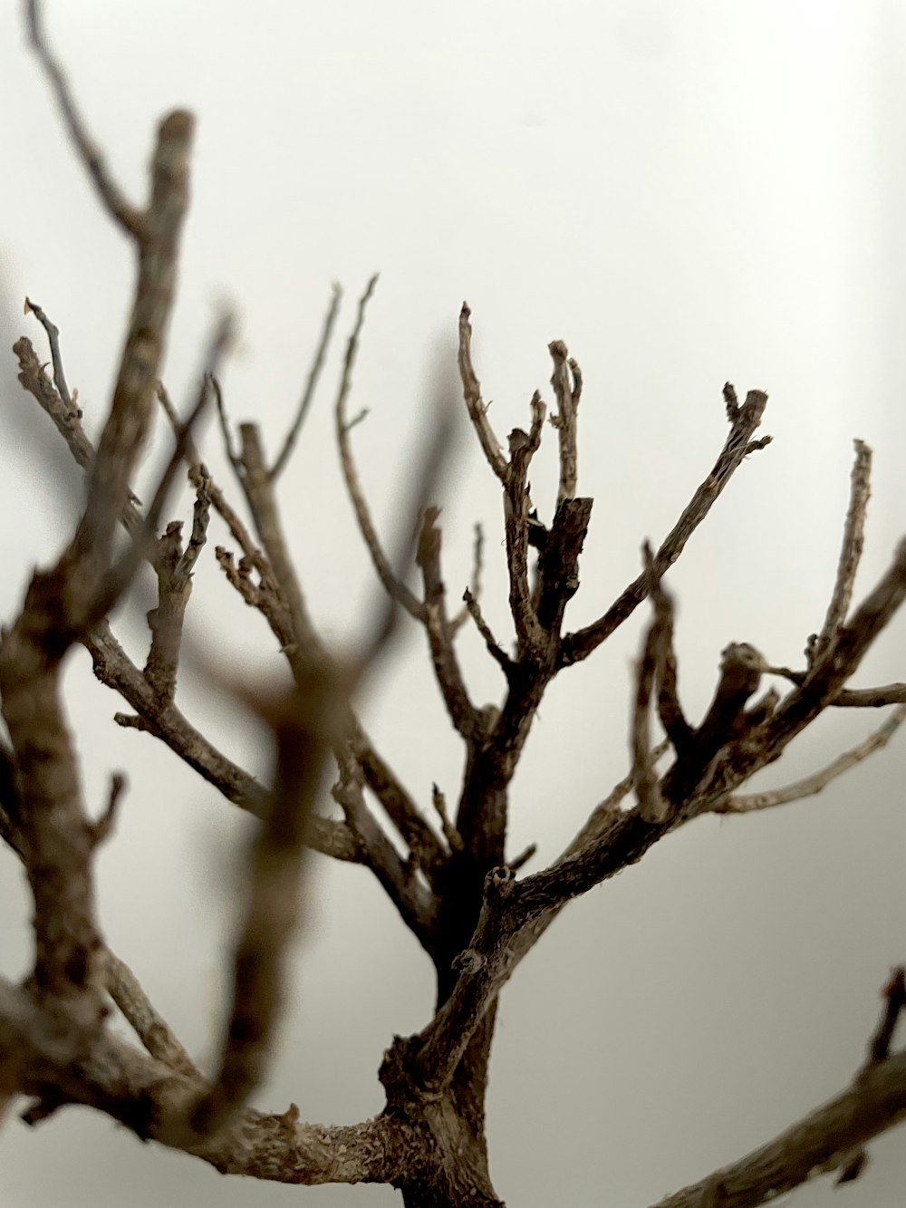 a bare tree with no leaves on it