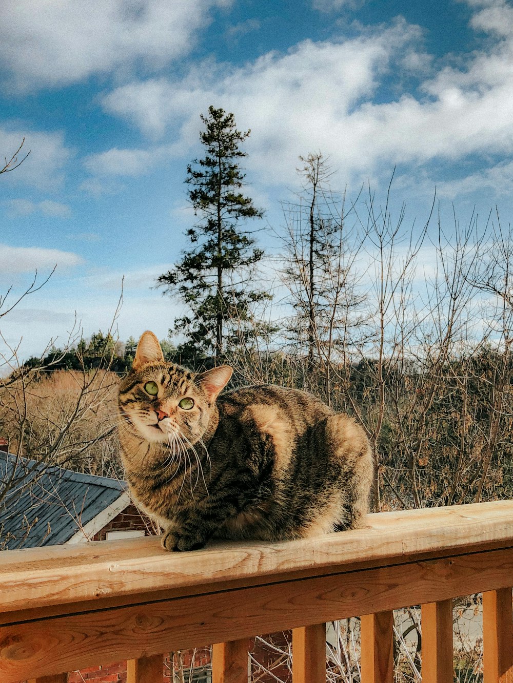 a cat sitting on top of a wooden fence