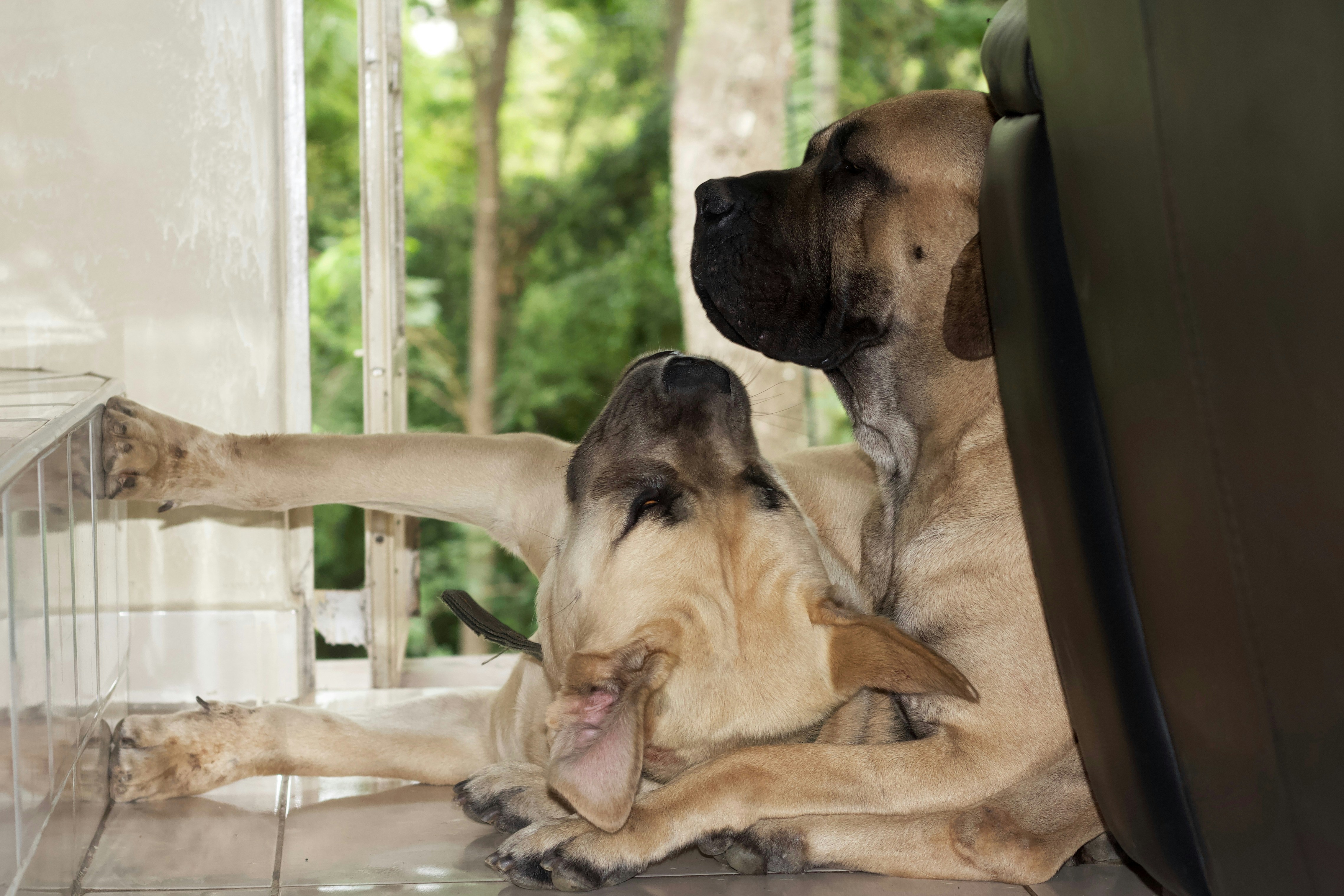 Ζωή με Great Dane: Τι Σημαίνει Πραγματικά ένας Γιγαντόσωμος Σκύλος