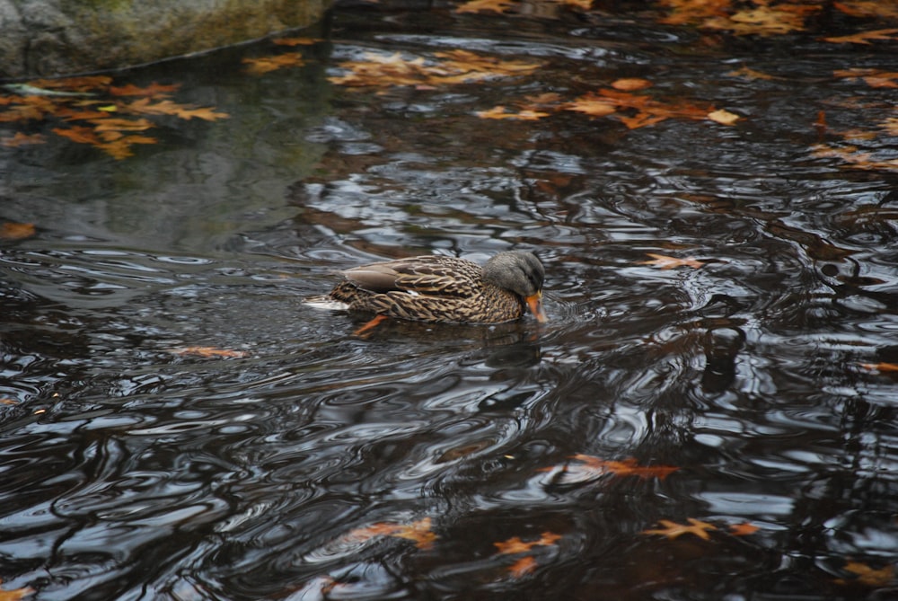 a duck swimming in a pond surrounded by leaves