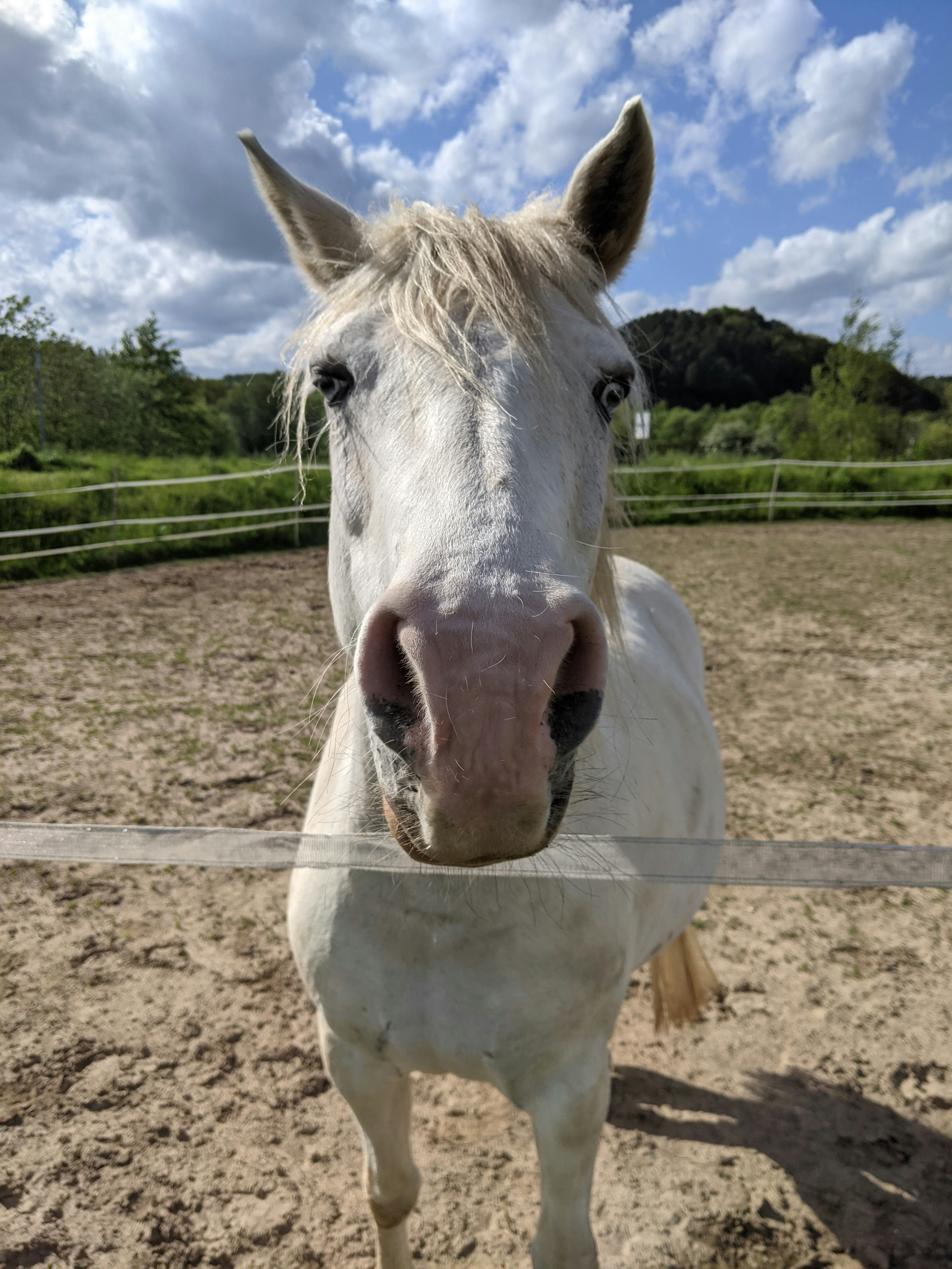 Ein weißes Pferd steht in einem Feldfeld