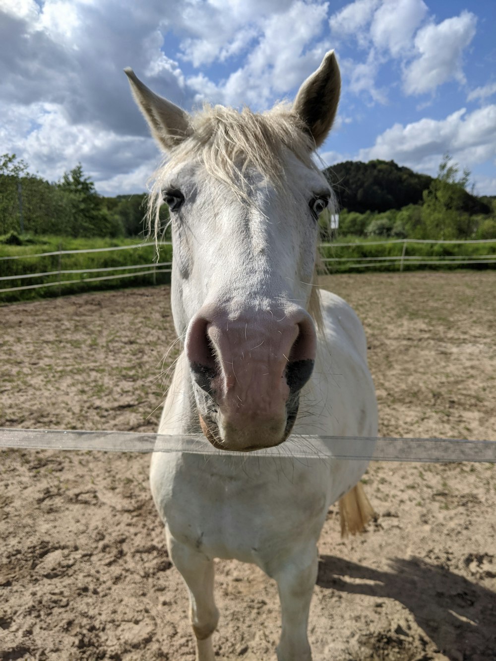 a white horse standing in a dirt field