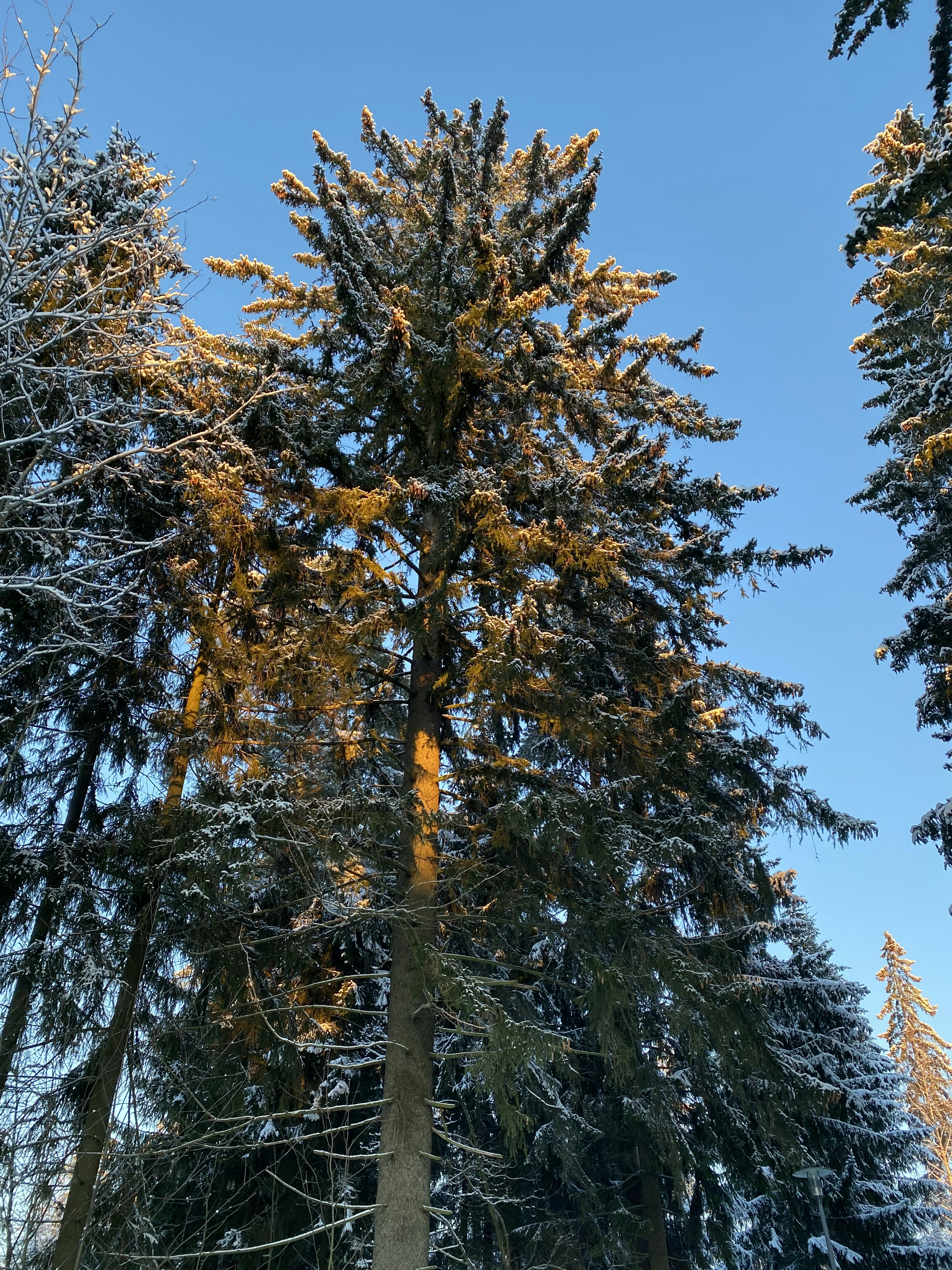 um grupo de árvores altas cobertas de neve