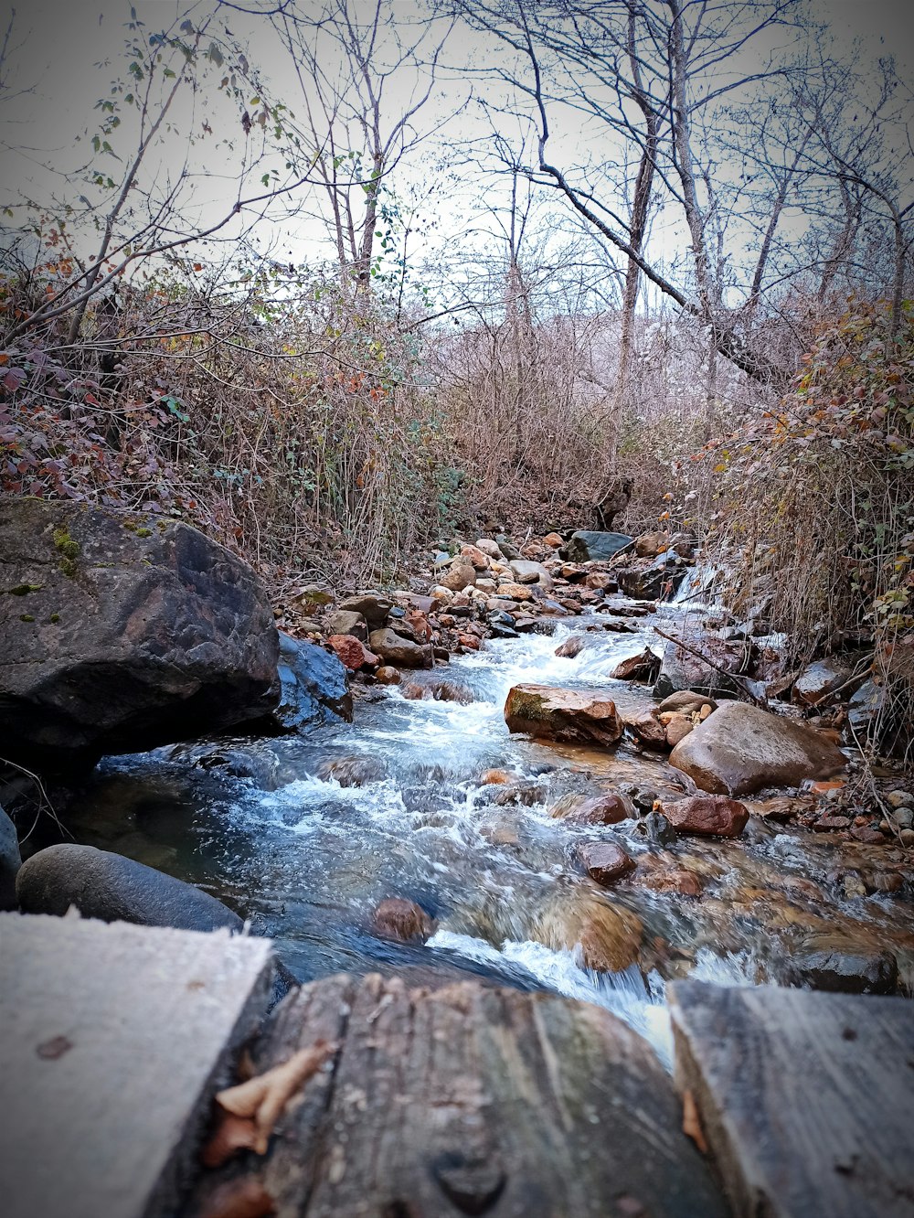 a stream running through a forest filled with lots of rocks