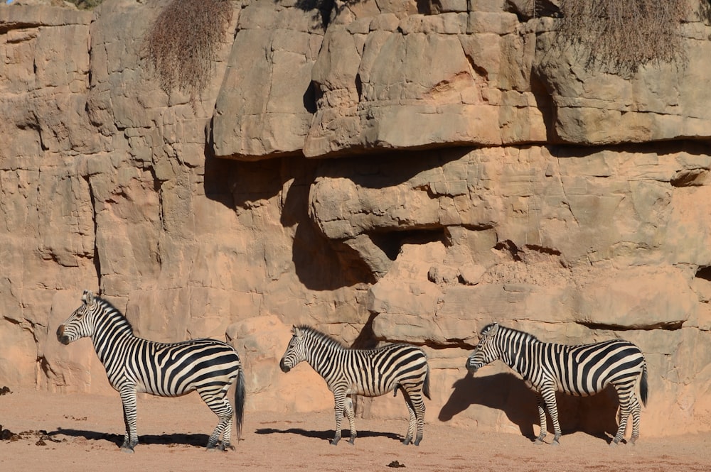 three zebras standing in front of a rock wall