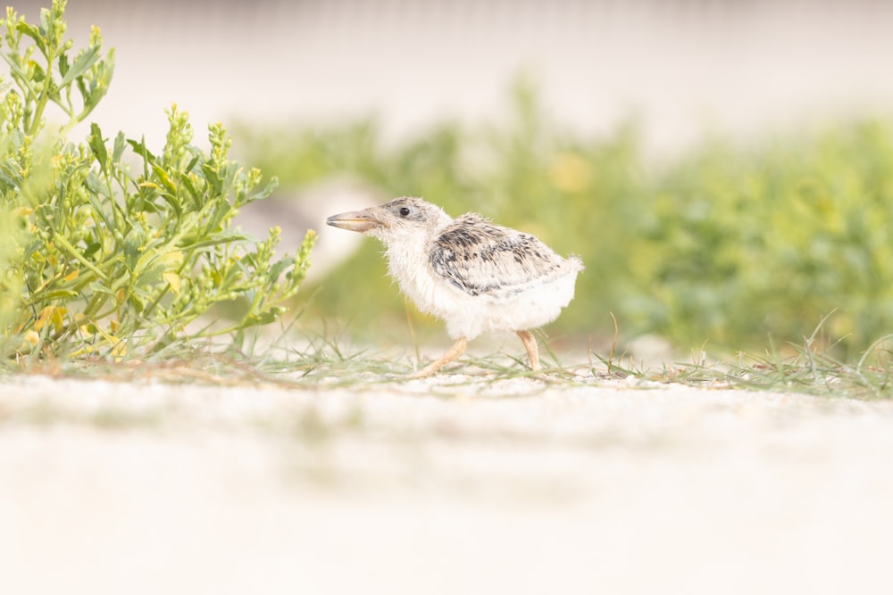 a small bird standing on top of a grass covered field