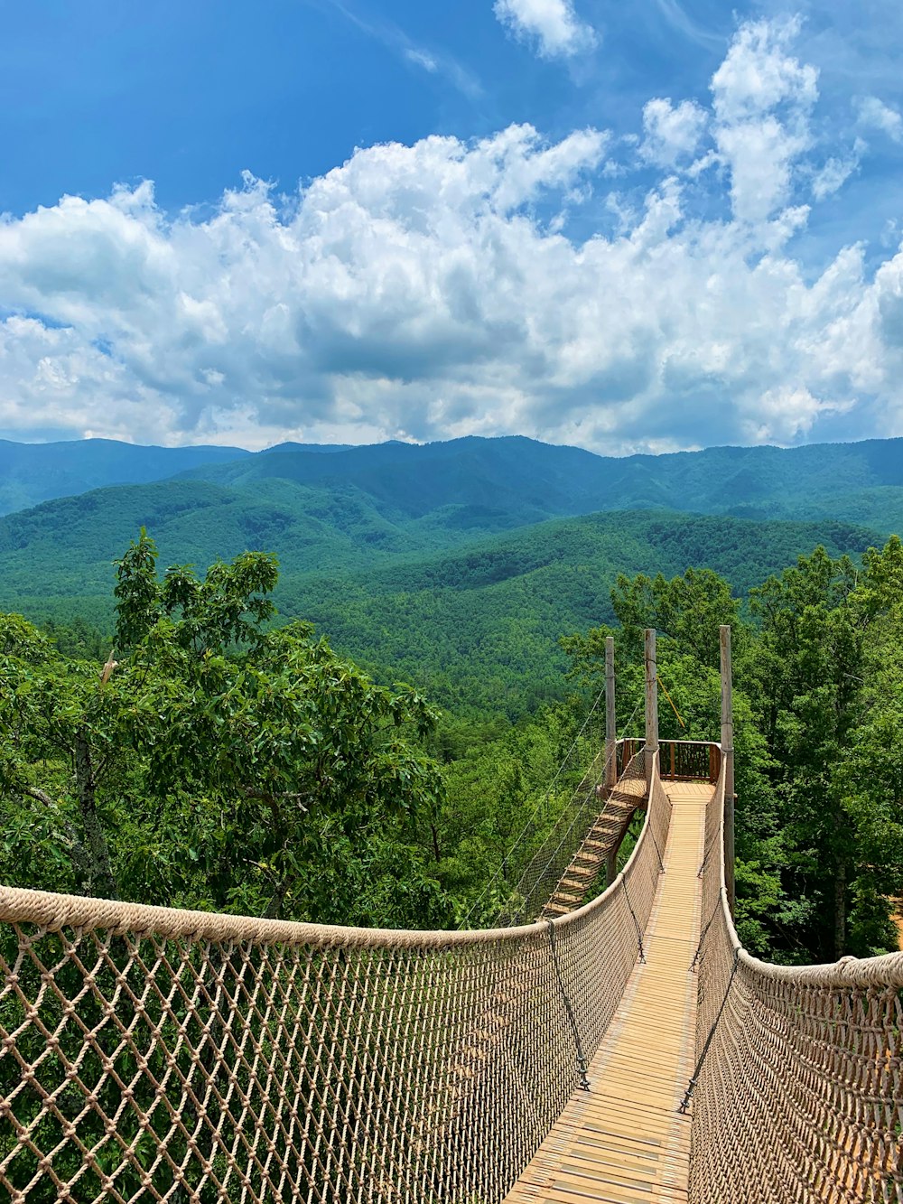 a rope bridge in the middle of a forest