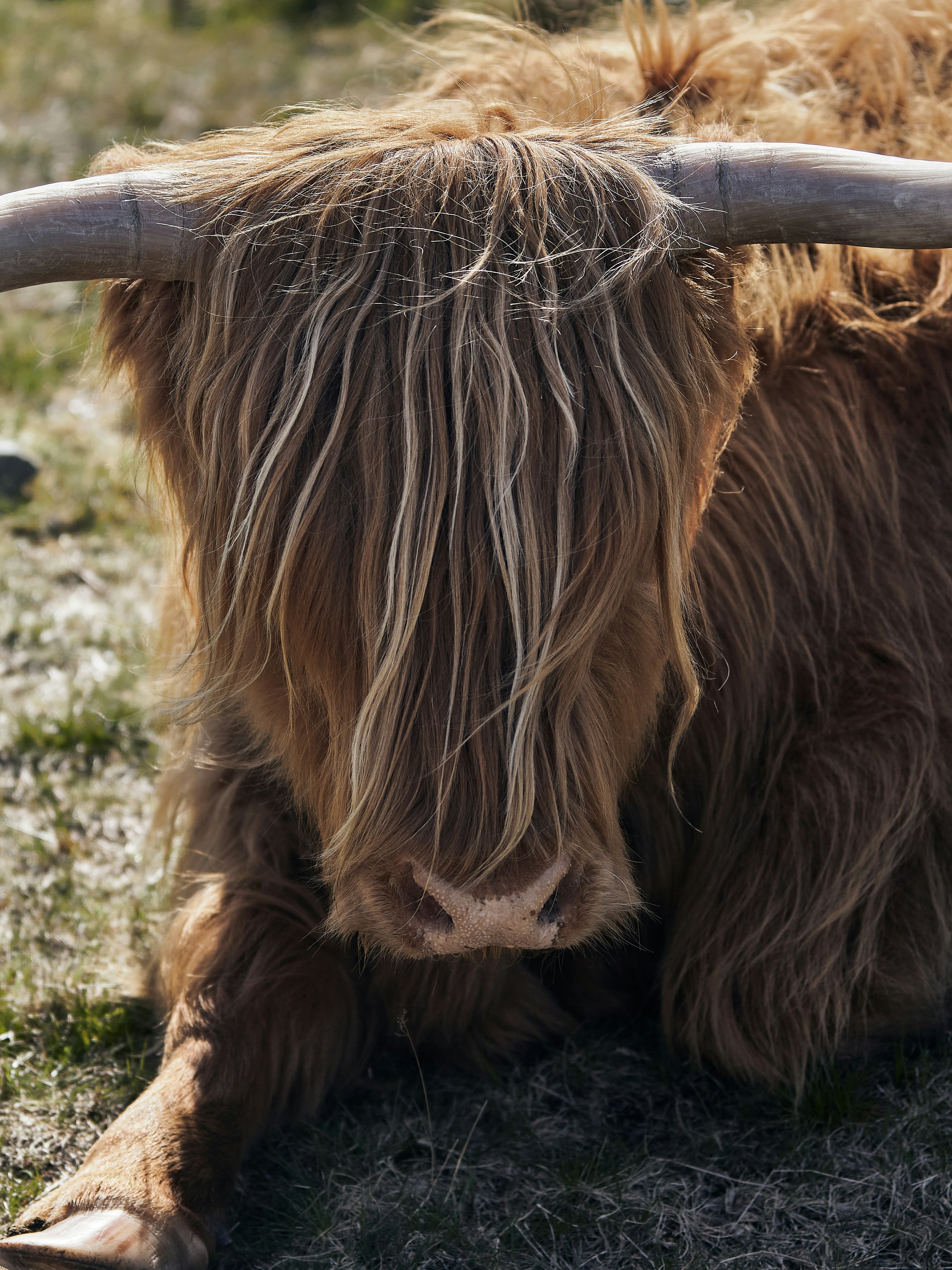 a long haired cow with long horns laying on the ground