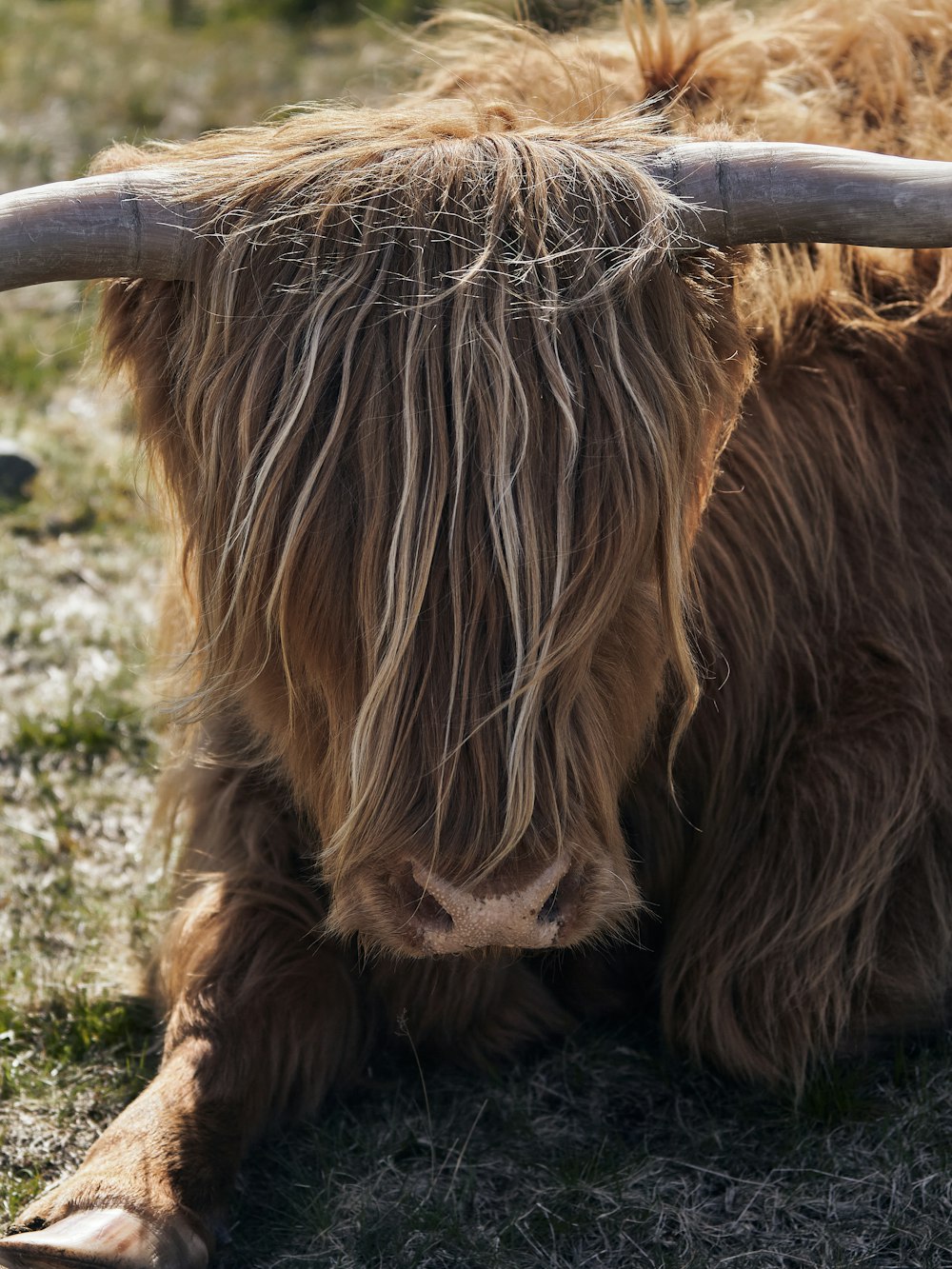 a long haired cow with long horns laying on the ground