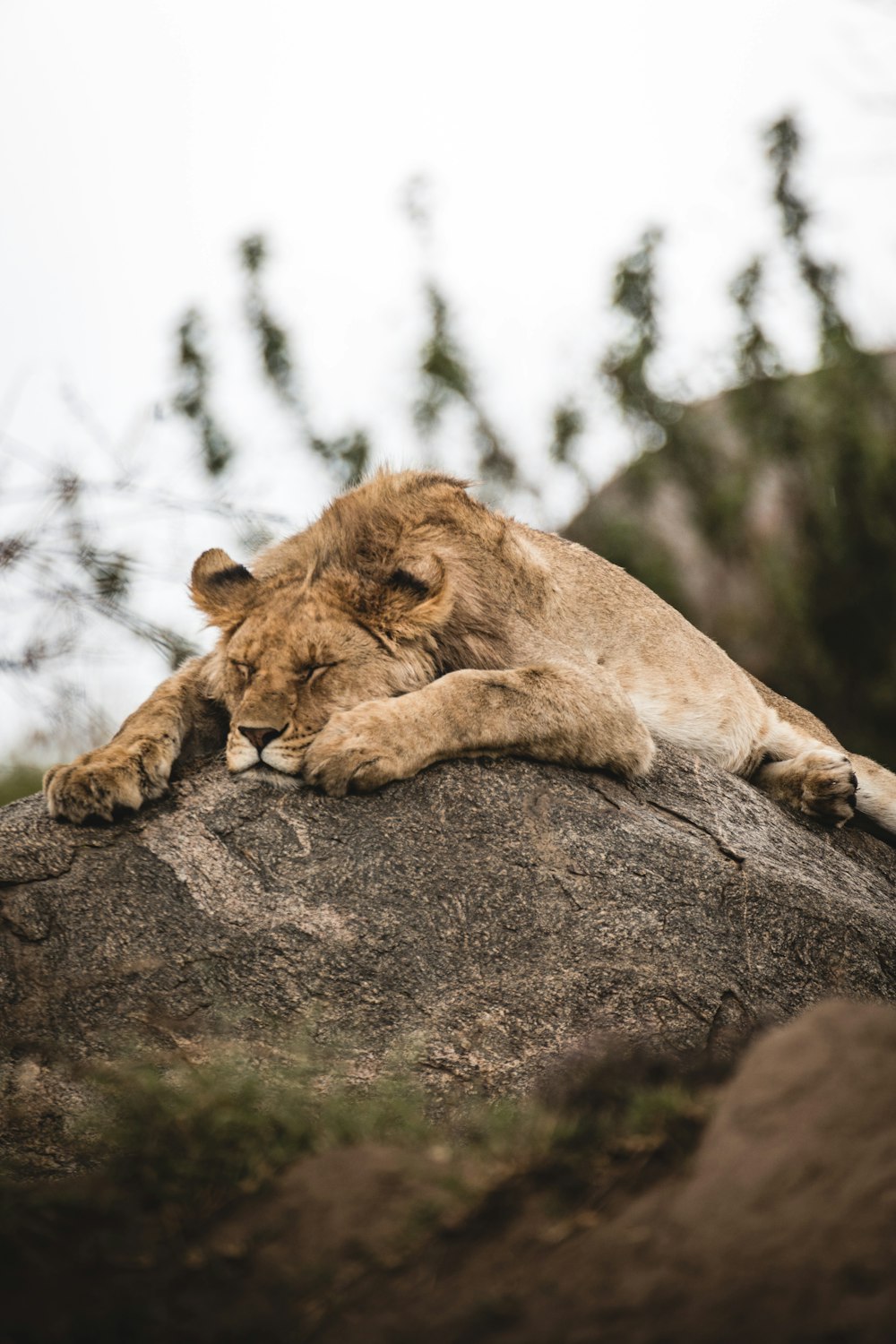 a lion laying on top of a large rock